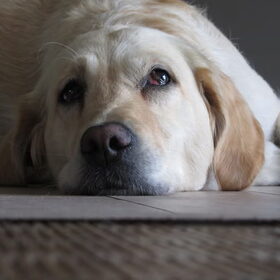 Hondenfoto van Jannick & Tess