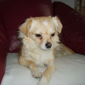 Hondenfoto van Leonarda van Cooper Misty Crispin.