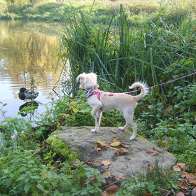 Hondenfoto van Leonarda van Cooper Misty Crispin.