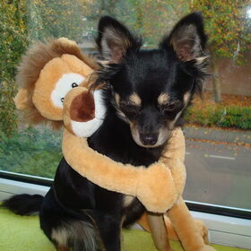 Hondenfoto van Leonarda van Cooper Misty Crispin.