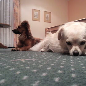 Misty en Crispin op Hotelkamer Duitsland.