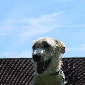 Hondenfoto van delilah, (mede)baasje van drum