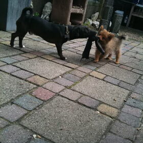 Touwtrekken met Jip