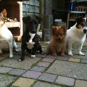 Samen met Spaiky, Jip en Igor.. Honden van Vader(Spaiky en Jip)…