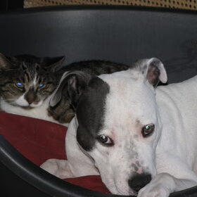 Hondenfoto van alex en lady