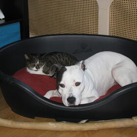 Hondenfoto van alex en lady