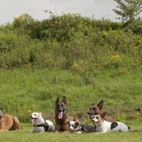 Hondenfoto van De Mecheltjes clan