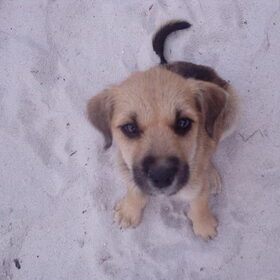 Dit is Tommie,Mila heeft hem "ontmoet" in Suriname toen ze op…