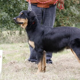 Ozzie als pup tijdens de Clubmatch van 2009