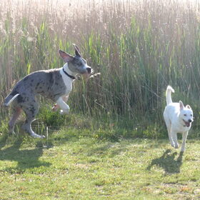 Dean & Bo onze andere hond