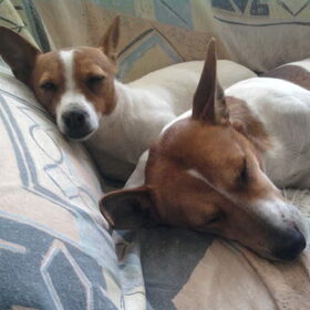 Hondenfoto van nora jazzy en poppy