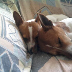 lief hoor
