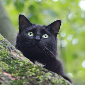 Hondenfoto van team Shadow