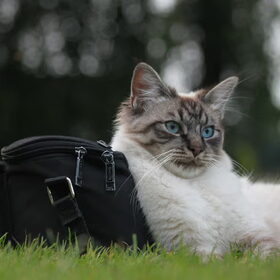 Hondenfoto van team Shadow