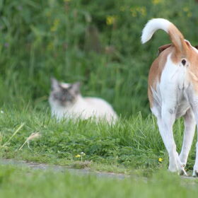 Hondenfoto van team Shadow