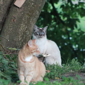 Hondenfoto van team Shadow