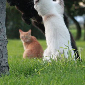 Hondenfoto van team Shadow