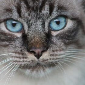 Hondenfoto van team Shadow