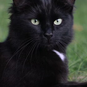 Hondenfoto van team Shadow