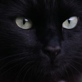 Hondenfoto van team Shadow