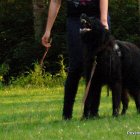 Hondenfoto van Rox & Farah