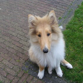 Cody in de tuin (4 maanden, juli 2011)