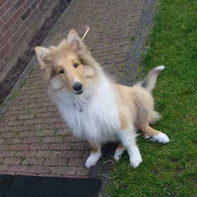 Cody 4 maanden (juli 2011)