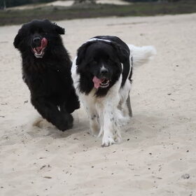 Hondenfoto van Inge, Rottweiler Nika & m'n Canadeesje(s)