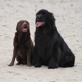 Hondenfoto van Inge, Rottweiler Nika & m'n Canadeesje(s)