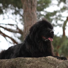 Hondenfoto van Inge, Rottweiler Nika & m'n Canadeesje(s)