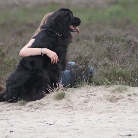 Hondenfoto van Inge, Rottweiler Nika & m'n Canadeesje(s)