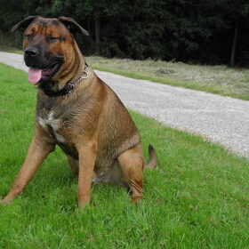 Hondenfoto van patricia,  *Spikey* Nino & Lola