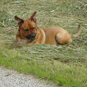Hondenfoto van patricia,  *Spikey* Nino & Lola