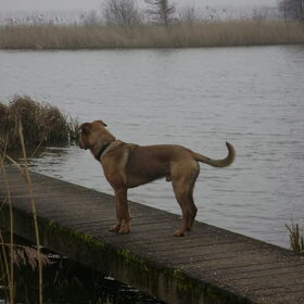 Hondenfoto van patricia,  *Spikey* Nino & Lola