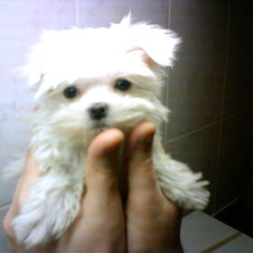 Chickaaaaaaaaaaaaa 9 weekjes