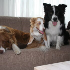 Hondenfoto van jolly borders