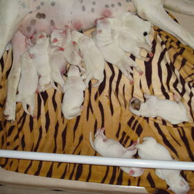 amerikaanse bulldog puppy's 12 stuks (4)