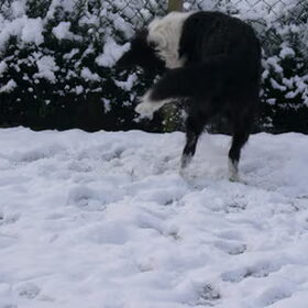 Hier Gowah, al spelende in de sneeuw.