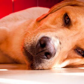 Zo moe als een hond :-)