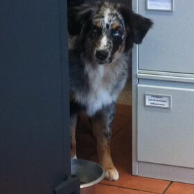 honden (33)