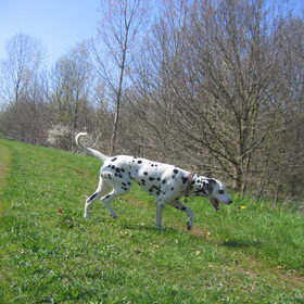 Groen gras en blauwste hemel