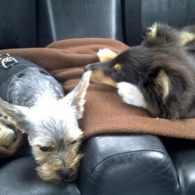 bailey en jady uitgeteld na een heerlijke wandeling