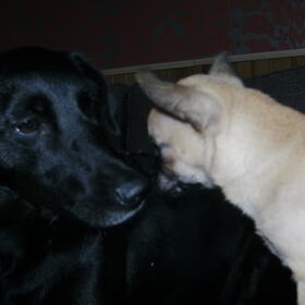 Zita lief
