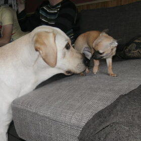 Lucky & Massimo