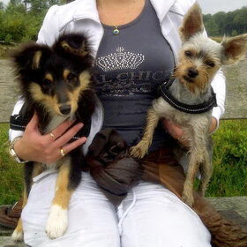 Hondenfoto van *~-Sammy-Ft -Jady- Ft -Bailey-~*
