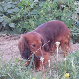 Even proeven of het gras smaakt.