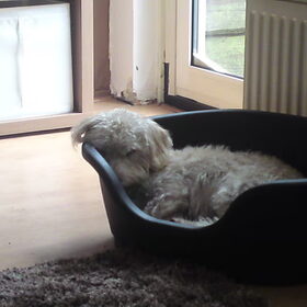 lekker slapen in de nieuwe mand :)