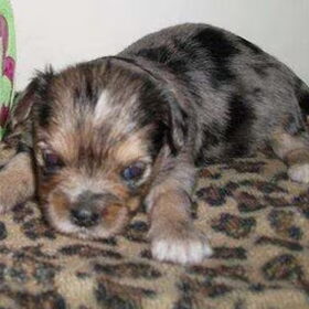 Mijn nieuwe puppy Hailey, 12 september mag ik haar gaan halen :D