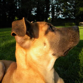 Hondekop