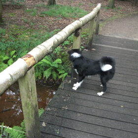 woody op een brug van plan om eraf te springen (hij is toch ni…
